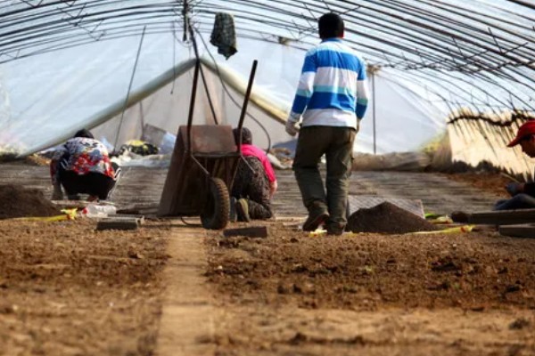 烟草育苗要求,育苗地应避风向阳