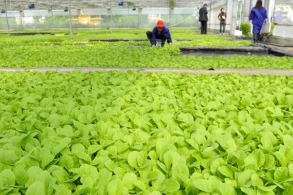 烟草育苗要求,育苗地应避风向阳