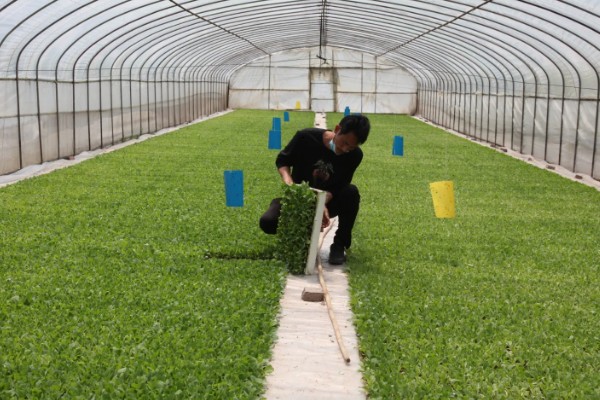 烟草育苗要求,育苗地应避风向阳