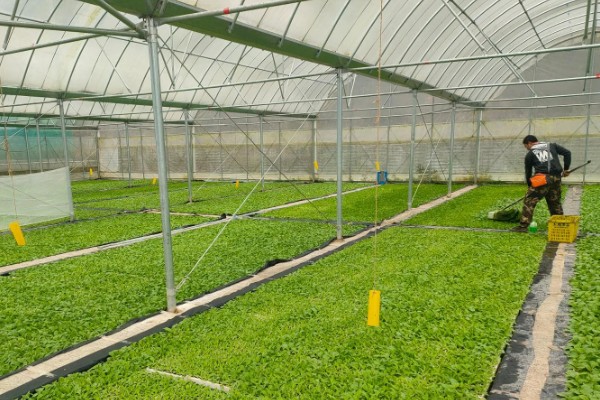 烟草育苗要求,育苗地应避风向阳