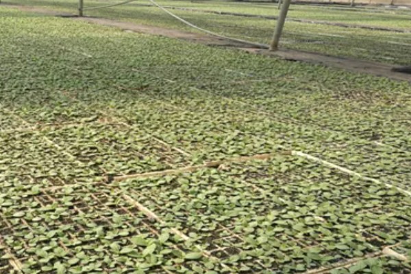 烟草育苗要求,育苗地应避风向阳