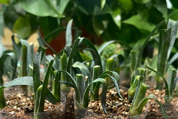 康乃馨的扦插时间，以3-4月份为宜