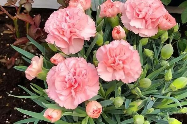 康乃馨的扦插时间，以3-4月份为宜