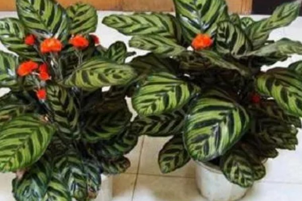 孔雀竹芋叶子发黄枯萎如何处理，光照过强时转移到阴凉处养护