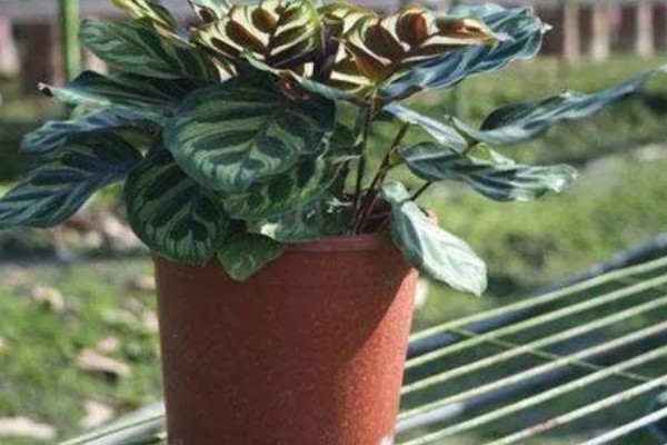 孔雀竹芋叶子发黄枯萎如何处理，光照过强时转移到阴凉处养护