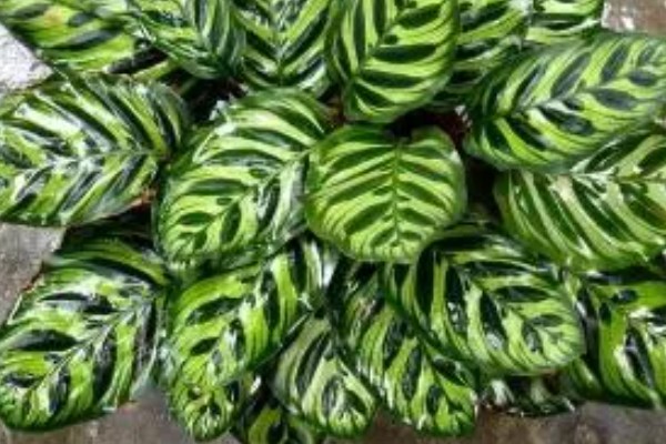 孔雀竹芋叶子发黄枯萎如何处理，光照过强时转移到阴凉处养护