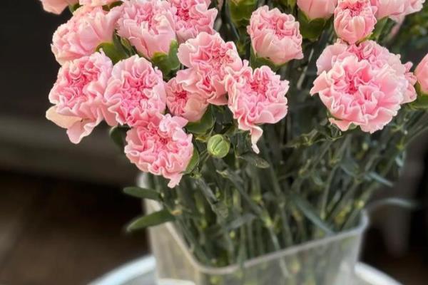 康乃馨的扦插时间，以3-4月份为宜