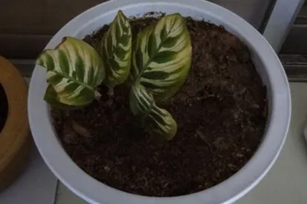 孔雀竹芋叶子发黄枯萎如何处理，光照过强时转移到阴凉处养护