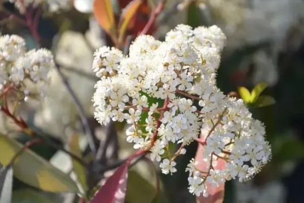 石楠花的形态特征，叶片长椭圆形花朵呈白色