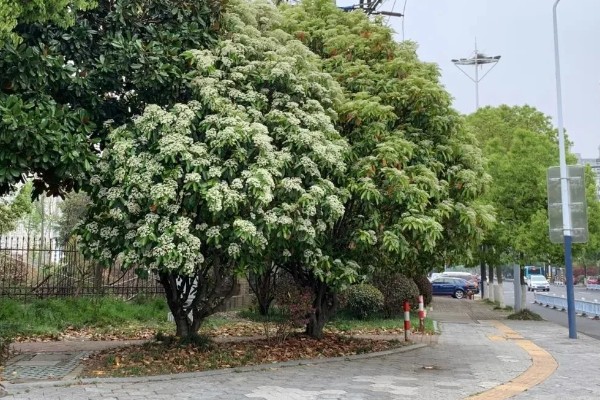 石楠花的形态特征，叶片长椭圆形花朵呈白色