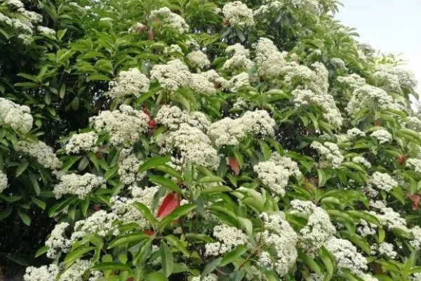 石楠花的形态特征，叶片长椭圆形花朵呈白色