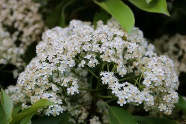 石楠花的形态特征，叶片长椭圆形花朵呈白色