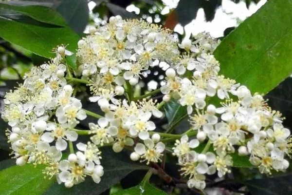 石楠花的形态特征，叶片长椭圆形花朵呈白色