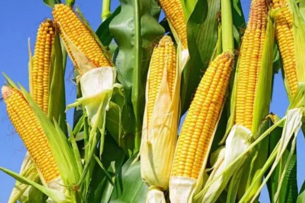 玉米的成熟时间，一般在8-10月