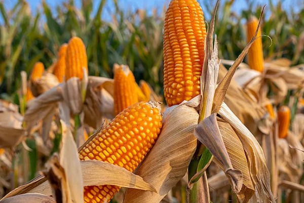 玉米的成熟时间，一般在8-10月