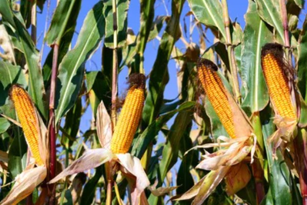 玉米的成熟时间，一般在8-10月