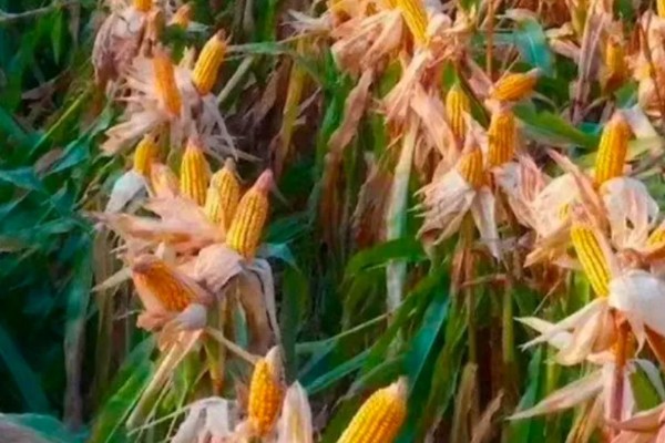 玉米的成熟时间，一般在8-10月