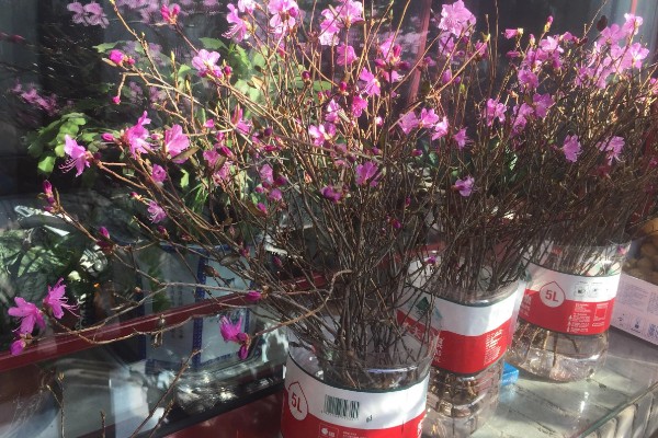 干枝杜鹃怎么养,生长过程中需要充足的光照