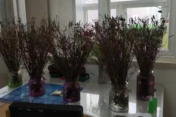 干枝杜鹃怎么养,生长过程中需要充足的光照