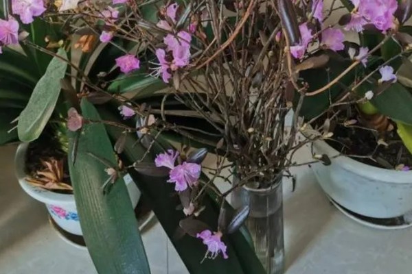 干枝杜鹃怎么养,生长过程中需要充足的光照