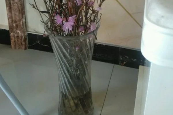 干枝杜鹃怎么养,生长过程中需要充足的光照