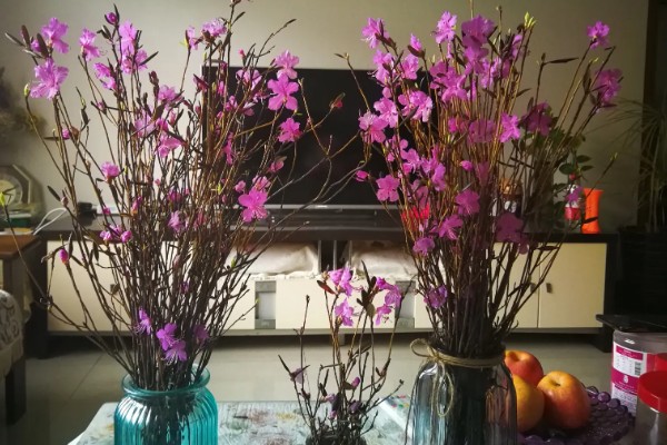 干枝杜鹃怎么养,生长过程中需要充足的光照