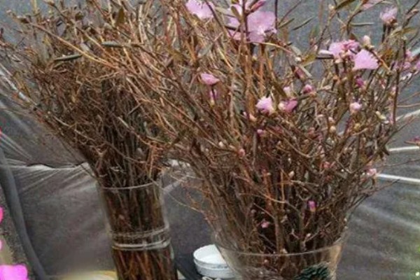 干枝杜鹃怎么养,生长过程中需要充足的光照