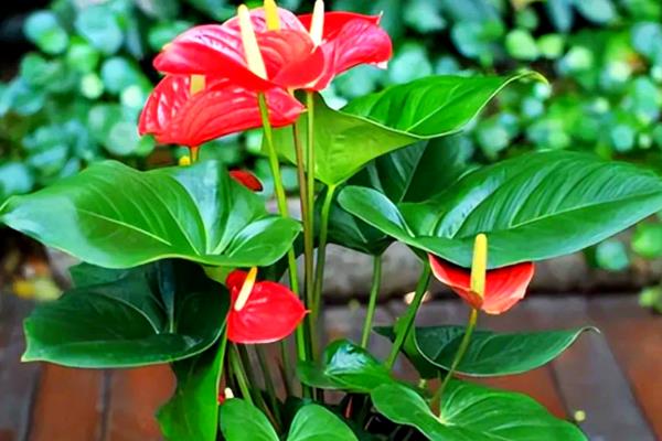 不需要阳光又好养的花卉,有绿萝、红掌等