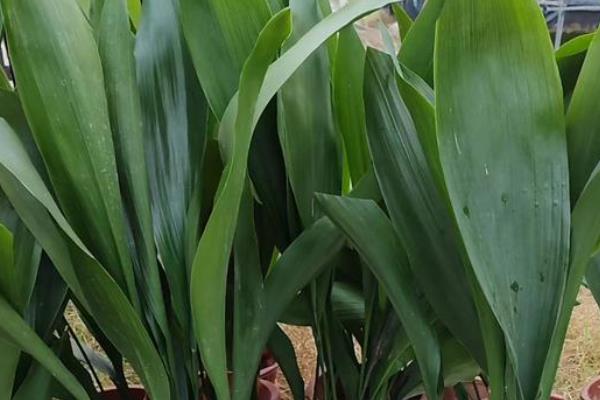 不需要阳光又好养的花卉,有绿萝、红掌等