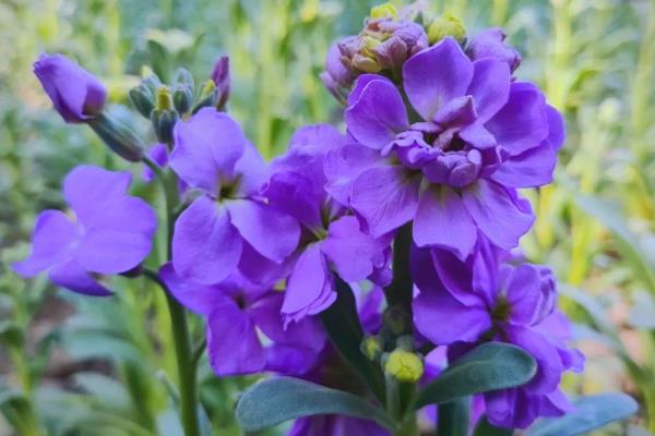 不需要阳光又好养的花卉,有绿萝、红掌等