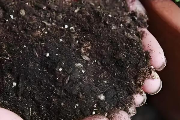 不需要阳光又好养的花卉,有绿萝、红掌等