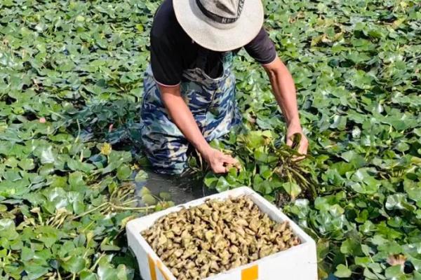 水田菱角的施肥方法，种植前要施入充足的底肥