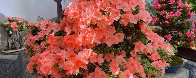 什么时候把杜鹃花移到室内过冬，在秋末时节进行