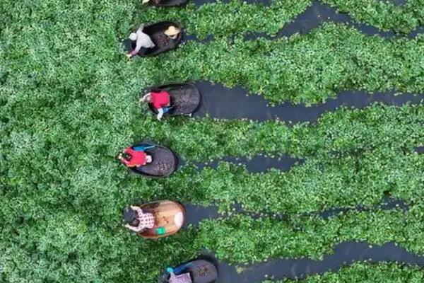 水田菱角的施肥方法，种植前要施入充足的底肥