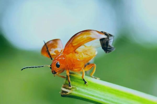 水田菱角的施肥方法，种植前要施入充足的底肥