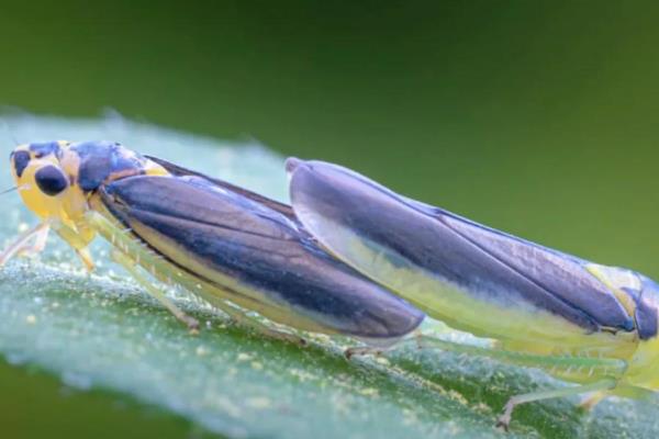 水田菱角的施肥方法，种植前要施入充足的底肥
