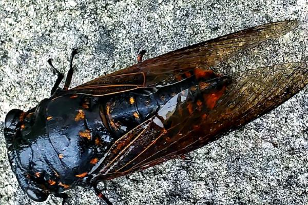 蝉的种类，常见的有蚱蝉、蟪蛄等