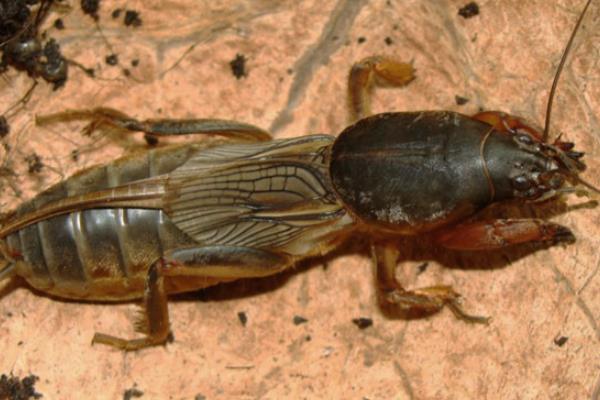 蝉的种类，常见的有蚱蝉、蟪蛄等