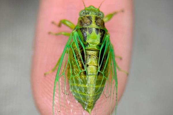蝉的种类，常见的有蚱蝉、蟪蛄等