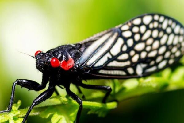 蝉的种类，常见的有蚱蝉、蟪蛄等