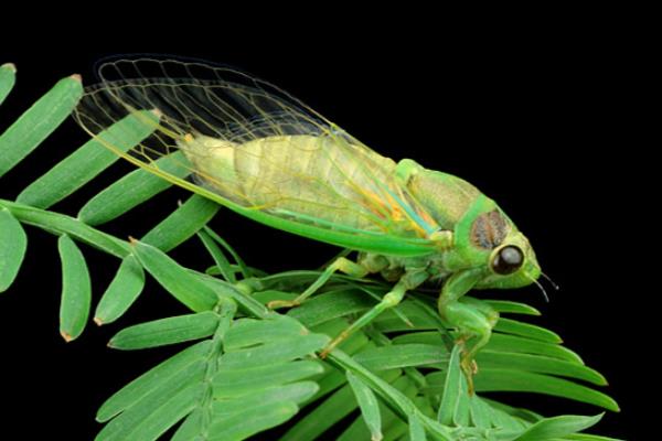 蝉的种类，常见的有蚱蝉、蟪蛄等