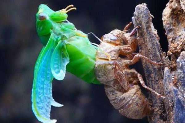 蝉的种类，常见的有蚱蝉、蟪蛄等