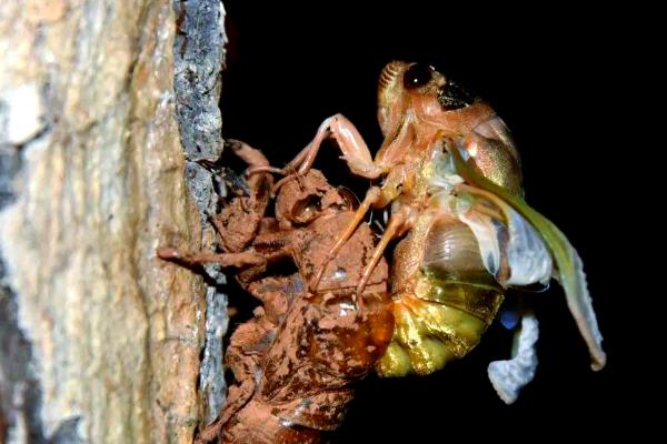 蝉的种类，常见的有蚱蝉、蟪蛄等