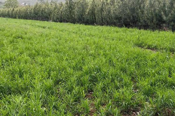 柴胡地里有白蒿能不能喷药除草，最好是人工拔除