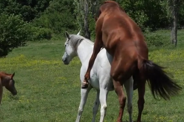 马的繁殖方法，胎生繁殖具有妊娠期