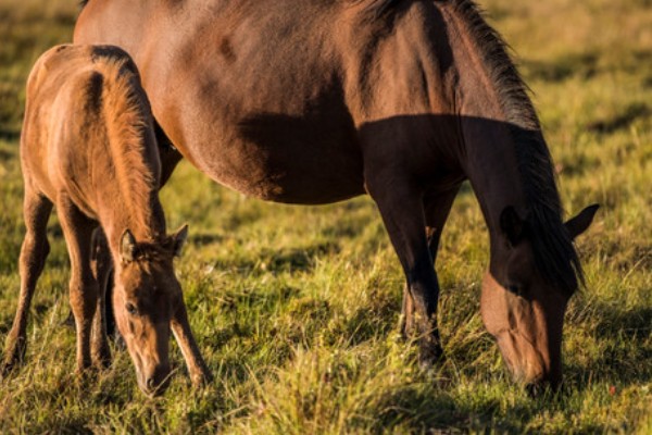马的繁殖方法，胎生繁殖具有妊娠期