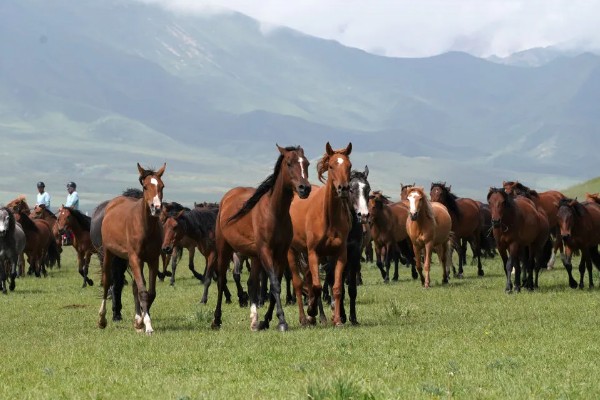 马的繁殖方法，胎生繁殖具有妊娠期