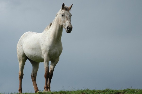 马的繁殖方法，胎生繁殖具有妊娠期