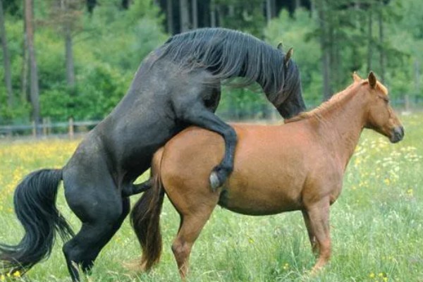 马的繁殖方法，胎生繁殖具有妊娠期