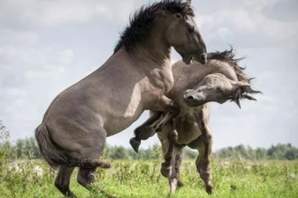马的繁殖方法，胎生繁殖具有妊娠期